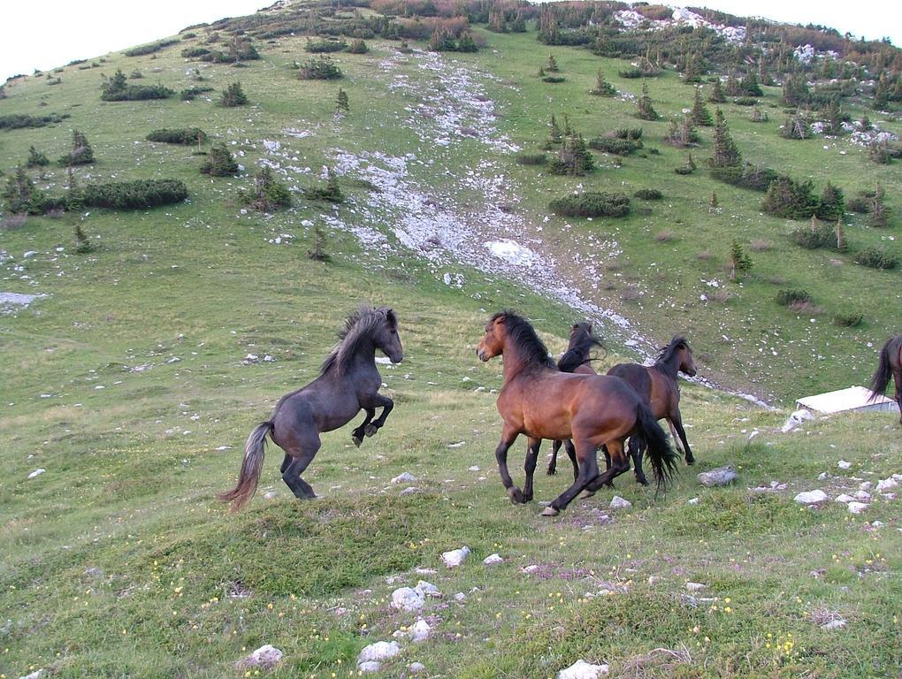 Vacation Home Kuca Za Odmor Krasno Polje Exterior foto